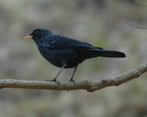 Purpurpfeifdrossel (Myophonus caeruleus temminckii), mit bis zu 35 cm der grösste Vertreter der Drosseln, lebt in Bergwäldern bis zur Baumgrenze in einer Höhe bis 3000 m. Sie sucht an feuchten Stellen nach Schnecken, Krebschen, Würmern, Insekten, Früchten