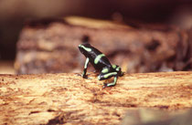 Pfeilgiftfröschchen (Dentrobates auratus ?) Carara Biological Reserve.