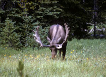 Um allerdings einem Elch, der englisch „moose“ genannt wird, praktisch Aug‘ in Auge sehen zu können, braucht es noch etwas mehr Glück. Offenbar hat die Population im Park aus verschiedenen Gründen in den letzten 40 Jahren auf unter 500 abgenommen.