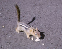 Auf dem Lavagelände gab es viele Golden-Mantled Ground-Squirrels (Goldmantel-Ziesel, Callospermophilus lateralis). Sie sind ca. 23-30 cm gross und unterscheiden sich von den kleineren Streifenhörnchen (Chipmunks) u.a. durch das Fehlen der Gesichtsstreifen