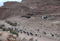 Im Wadi Dana stiessen wir immer wieder auf Behausungen der nomadisierenden Beduinen: Langgestreckte, schwarze oder braune Zelte, gefertigt aus dunklem Ziegenhaar (Beit esh-Shaar = Haus aus Haaren). Die Zelte öffnen sich meist nach Süden (gegen Mekka)