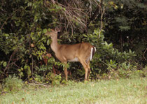 In den USA gibt es keine Rehe, aber – neben dem Wapiti - zwei kleinere Hirscharten: Den Maultierhirsch (Odocoileus hemionus ) eher im Westen und den hier fotografierten Weisswedelhirsch (Odocoileus virginianus), die häufigste Hirschart Nordamerikas.