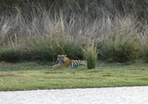 Bei diesem Tiger handelte es sich um den 3-jährigen „Alphonso“ (T91). Er befand sich eigentlich in der Home-Range von „Arrowhead“, was nicht aussergewöhnlich ist. Männchen haben grössere Territorien, die sich mit denjenigen mehrerer Weibchen überlappen.