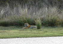 Bei diesem Tiger handelte es sich um den 3-jährigen „Alphonso“ (T91). Er befand sich eigentlich in der Home-Range von „Arrowhead“, was nicht aussergewöhnlich ist. Männchen haben grössere Territorien, die sich mit denjenigen mehrerer Weibchen überlappen.