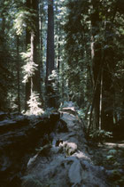 Redwoods haben im Alter so dichte Baumkronen, dass kaum Sonnenlicht durchdringt. Ihre enorme Grösse ist deshalb schwierig zu fotografieren. Sie kommt erst bei umgestürzten Baumgiganten zur Geltung, die sich wie erhöhte Wege durch das Dickicht ziehen.