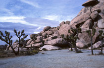 Der Park ist nach der auffälligen Josua-Palmlilie (Yucca brevifolia), engl. „Joshua Tree“ benant. Sie kann bis 18 Meter hoch und bis zu 900 Jahre alt werden und ist damit die grössten Art der Gattung der Palmlilien (Yucca).