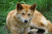 Der Dingo (Canis lupus dingo) wurde sehr wahrscheinlich als Begleiter von Menschen vor ca. 4000 Jahren in Australien eingeführt. Heute lebt er in vielen Teilen seines Verbreitungsgebietes vom Menschen völlig unabhängig. (Foto: S. Althaus im Cleland Park).