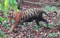 Dann drehte sie den Kopf in unsere Richtung und schaute uns an. Krishna ist die Tochter und Erbin der legendären Tigerin Machhali (T16, „The queen of the lake“), welche während mehr als 10 Jahren über das schönste Gebiet des Rhantambore NPs regiert hatte.