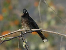 Der Russbülbül (Pycnonotus cafer bengalensis) ist von Indien bis China verbreitet. Er lebt im Gebüsch, offenen Wäldern und Kulturland und ernährt sich von Früchten, Nektar und Insekten. Der Name „Red-vented Bulbul“ weist auf den roten Unterbauch hin.