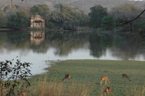 Der Ranthambore NP in Rajasthan war früher Teil des berühmten Jagdgebietes der Maharadschas von Jaipur. Heute zeugen noch diverse Bauwerke davon, wie dieses ca. 250 Jahre alte Jagdhaus „Rajbagh Palace“ am Lotus Lake.