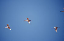 Löffelreiher (Platalea leucorodia) im Flug (Chobe NP). Interessanterweise ist der „Löffler“ vor allem in Mitteleuropa ein lokaler Brut- und Sommervogel, allerdings ist der Gesamtbestand rückläufig.