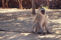 Noch einmal eine zutrauliche Südliche Grüne Meerkatze (Cercopithecus pygerythrus), diesmal aber auf dem Gelände in der Nähe der Victoria Falls (Zimbabwe).