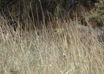 Das war unsere zweite Tigerbeobachtung. Das Tier war im dichten Gras hinter einem Fels versteckt. Mit gutem Willen kann man den Kopf erkennen Es gibt Touristen, die auf mehreren Tigersafaris in Ranthambore nie mehr als das gesehen haben...