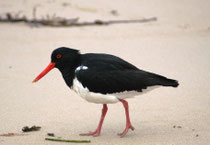 Ein Australischer Austernfischer an der Bay of Martyrs, im Bay of Islands Coastal Park etwas westlich von Peterborough. Hier hatten Europäer vor langer Zeit eine Gruppe von Aboriginal Männern getötet, indem sie sie über steile Küstenklippen trieben.