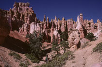 Wie im Jahre 1982, liessen wir es uns auch 1999 nicht nehmen, zusätzlich zu unserem Ritt die faszinierende Felslandschaft und ihre Tier- und Pflanzenwelt des Bryce Canyon NPs auch auf einer Fusswanderung auf den Grund des Canyons zu erkunden.