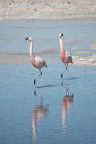 Der Gesamtbestand des Chileflamingos wird auf etwa 20‘0000 Tiere geschätzt, was einen deutlichen Rückgang gegenüber geschätzten 50‘0000 Tieren in den 1970er Jahren bedeutet.