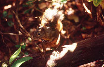 Ein Hörnchen (Art ?) in den Wäldern des Vulkans Poas.