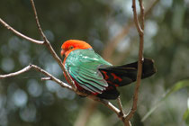 Das Verbreitungsgebiet des Königssittichs beschränkt sich auf die Küstengebiete und das daran angrenzende Bergland im Osten Australiens. Die Unterschwanzdecke ist grünlich schwarz mit breiten scharlachroten Federsäumen (für die Gattung charakteristisch).