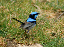 Der wunderbare Prachtsstaffelschwanz, „Superb Blue Wren“ (Malurus cyaneus) gehört zur Familie, der endemischen Australischen Sänger. Die Ähnlichkeit zum nicht verwandten Zaunkönig erklärt sich durch konvergente Evolution. (Foto S. Althaus, Cleland Park)