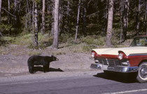 Nie werde ich unseren ersten Bären im Yellowstone NP vergessen: Er stand am Strassenrand und wenn man anhielt (was in der Wagenkolonne kaum zu vermeiden war), richtete er sich auf und schaute mit seinem riesigen Kopf durch die Scheibe ins Wageninnere.