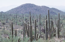 Der Kandelaberkaktus ist in de USA (Arizona sowie im S von Kalifornien)und im mexikanischen Bundesstaat Sonora in der Sonora-Wüste in Höhenlagen von 180 bis 1350 Metern verbreitet.