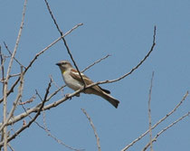 Der Gelbkehlsperling (Gymnoris xanthocollis, Petronia xanthocollis), ein Höhlenbrüter, ist in Indien beheimatet. Er hat einen feineren Schnabel als Sperlinge und keine Streifen im Bauchgefieder. Lebt in trockenen, lichten Wäldern und Strauchlandschaften.