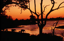 Die Dunkelheit kommt in Afrika schnell. Deshalb war ich sehr froh, dass das Licht nach Sonnenuntergang gerade noch ausreichte, um diese Gruppe Elefanten beim Trinken am Chobe Fluss aufzunehmen. Das sind Bilder und Erlebnisse, die man nie mehr vergisst...