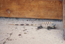 In der Carara Biological Reserve haben wir neben dieser grössere Echse (Art ?) und anderen Reptilienerten auch viele Vogelarten, Weisskopf-Kapuzineraffen , ein Gürteltier und ein Aguti gesehen und Halsbandpekaris gehört. Der Besuch lohnte sich unbedingt.