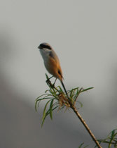 Auch beim Schachwürger (Lanius schach erythronotus) wird klar, wieso er englisch „long-tailed shrike“ heisst (s. Indien II). Der deutsche Name bezieht sich auf den Alarmruf der Art. Sein Beutespektrum ist gross (Wirbellose, kleine Wirbel- und Weichtiere).