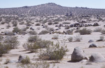 Auf der Fahrt vom Joshua Tree NP zum Death Valley Nationalpark durchquerten wir einmal mehr trockenes, heisses Wüstengebiet.