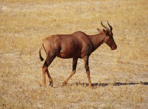 Eine Leierantilope der Art Tsessebe (Deutsch: Sassaby) (Damaliscus lunatus) (Moremi)