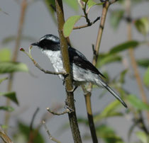 Das ist kein Würger, sondern ein Grauschmätzer, „Grey Bushchat“ (Saxicola ferreus) also ein insektenfressender Singvogel, der offenes Gelände mit vereinzelt wachsenden Sträuchern und ähnlichen Strukturen besiedelt.