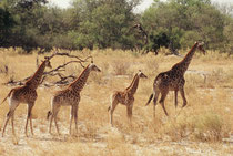 Zu dieser Giraffengruppe gehörte noch eine weitere erwachsene Kuh und wir haben uns gefragt, zu wem wohl die drei Jungtiere gehören. Vermutlich handelte es sich bei zweien davon um Zwillinge (Giraffen verständigen sich übrigens im Infraschallbereich).