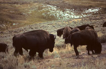 Heute gibt es wieder etwa 5000 Bisons im Park. Sie bewegten sich aus dem Tal auf die Strasse und zogen buchstäblich um uns herum weiter. Sie schienen so friedlich, dass wir keine Angst spürten. Erst nachher wurde uns klar, wie gross die Gefahr gewesen war