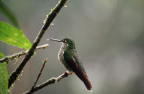 Kolibri (Art ?) im Hummingbird Garden beim La Paz Wasserfall.