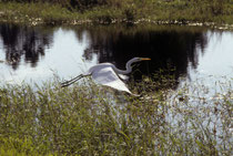 Der Gelbe Schnabel und die schwarzen Beine weisen auf den Silberreiher (Ardea alba, engl. „Great Egret“). Die Art kommt auch in Europa vor. Effektiv ist der Silberreiher die Reiherart mit der grössten geographischen Verbreitung (Kosmopolit).