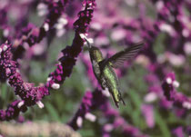 Der Anna Kolibri (Calypte anna), benannt nach Anna Masséna, Herzogin von Rivoli und Gattin eines Vogelkundlers des 19. Jahrh, Herzog Victor Massena, ist eine von drei ständig in den USA oder Kanada lebenden Kolibriarten. (Bestand ca. 1,5 Mio.)