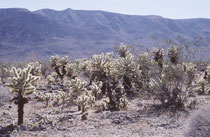 Cylindropuntia bigelovi eine Pflanzenart aus der Gattung Cylindropunti. Mit einer Wuchshöhe bis zu 2 Metern ist im Südwesten der USA und im Nordwesten von Mexiko in der Vegetation der Mojave und Sonora-Wüste in Höhenlagen von 300 bis 900 Metern verbreitet