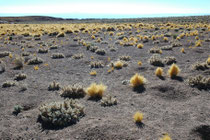 Landschaft mit vielen kleinen Kakteen im Altiplano auf der Rückfahrt von den beiden Seen Laguna Miscanti und Laguna Miniques nach San Pedro de Atacama