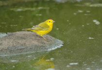 Der kleine, insektenfressende Vogel ist ein Gold-Waldsänger, „Yellow Warbler“, (Setophaga petechia). Es gibt von ihm 12 Unterarten. Auf Galapagos lebt Setophaga p. aureola.