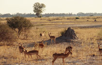 Landschaft in der Nähe unseres zweiten Nachtlagers im Moremi Game Reserve, mit einer schönen Impalagruppe und einem imposanten Termitenstock. Diese Wahrzeichen der afrikanischen Steppe haben immer die Farbe des Untergrundes (kupferrot, gelb oder grau).
