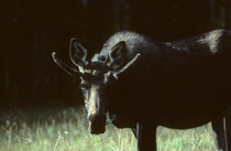 Wenn man bedenkt, dass es Leute gibt, die im Yellowstone NP nie einen Elch (Alces alces) gesehen haben - und wir schauten ihm direkt in die Augen... Der Elch hat eine Länge von bis zu 3 m, eine max. Schulterhöhe von 2,30 m; und wiegt bis 800 kg.