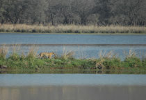 5. April 2017. Morgenstimmung am Lotus Lake im Rathambore NP. Und da tritt sie aus den Schilfbüscheln hinaus auf die schmale Landbrücke: Die Tigerin „Arrowhead“, T84. In diesem Gebiet, nahe den Ruinen des Jagdhauses Rajbagh ist sie zu Hause.