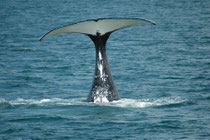 Auf unserem Schiff hatte es zwei Forscherinnen, welche die Fluken aller 18 Wale, die wir sahen, fotografierten und mit ihren Steckbriefen verglichen. Da das Whalewatching-Unternehmen diese Forschung unterstützt, dauerte unser Ausflug fast doppelt so lang.