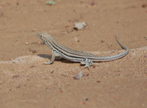 Eidechse (Art unbekannt) Im Wadi Araba.