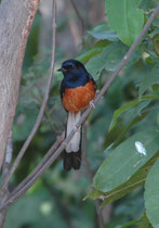 Die Schamadrossel (Copsychus malabaricus), ein scheuer Insektenfresser, lebt in dichtem Unterholz von Flachlanddschungeln in S- und SE-Asien. Sie ist ein ausgezeichneter Sänger und Imitator. Die Schwanzlänge soll mit der Territoriumsgrösse korreliert sein