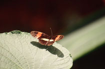 Passionsblumenfalter (Heliconius erato) im Butterfly Observatory beim La Paz Wasserfall.