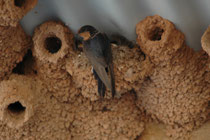 Diese Glücksschwalbe, “Welcome Swallow” (Hirudo neoxena) ist bei ihrem tassenförmigen Nest, das sich jedoch inmitten von Nestern der Fahlstirnschwalbe, „Cliff Swallow“ (Petrochelidon pyrrhonota) befindet, die in Australien gar nicht vorkommen soll….