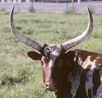 Neben der Strasse weideten Texas Longhorns. Die Rasse entstammt wohl einer Kreuzung zwischen spanischen und englischen Rindern in den 1820er und 1830er Jahren. In den 1870er Jahren wurden grosse Herden in die Schlachthöfe im Norden der USA getrieben.