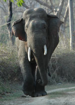 Der Elefant beobachtete uns aufmerksam und plötzlich wendete er und trabte direkt auf uns zu, als würde er sagen „Jetzt habe ich genug !“. Da half nur noch den Rückwärtsgang einlegen und Vollgas bis zur nächsten Wegbiegung und aus dem Blickfeld des Tieres